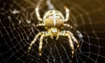 Spider cross: značajke i opasnost za čovjeka